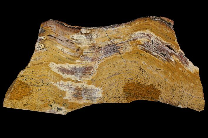 Strelley Pool Stromatolite - Billion Years Old #92804